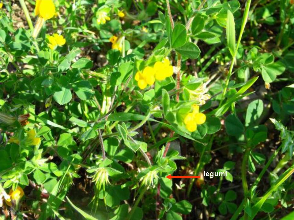 Lotus ornithopodioides